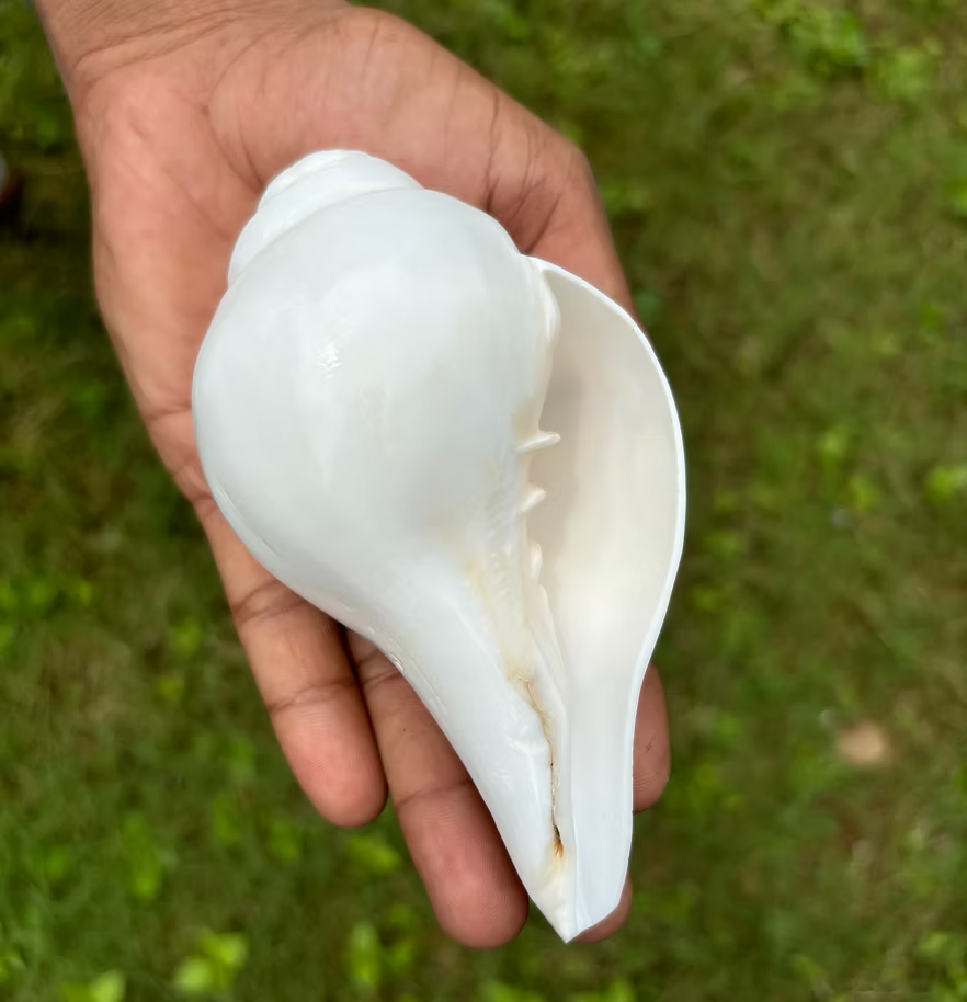 Original Shankh (Conchshell)