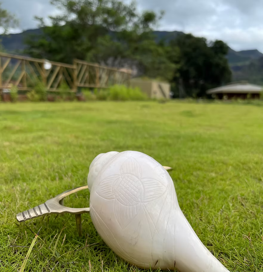 Original Shankh (Conchshell)