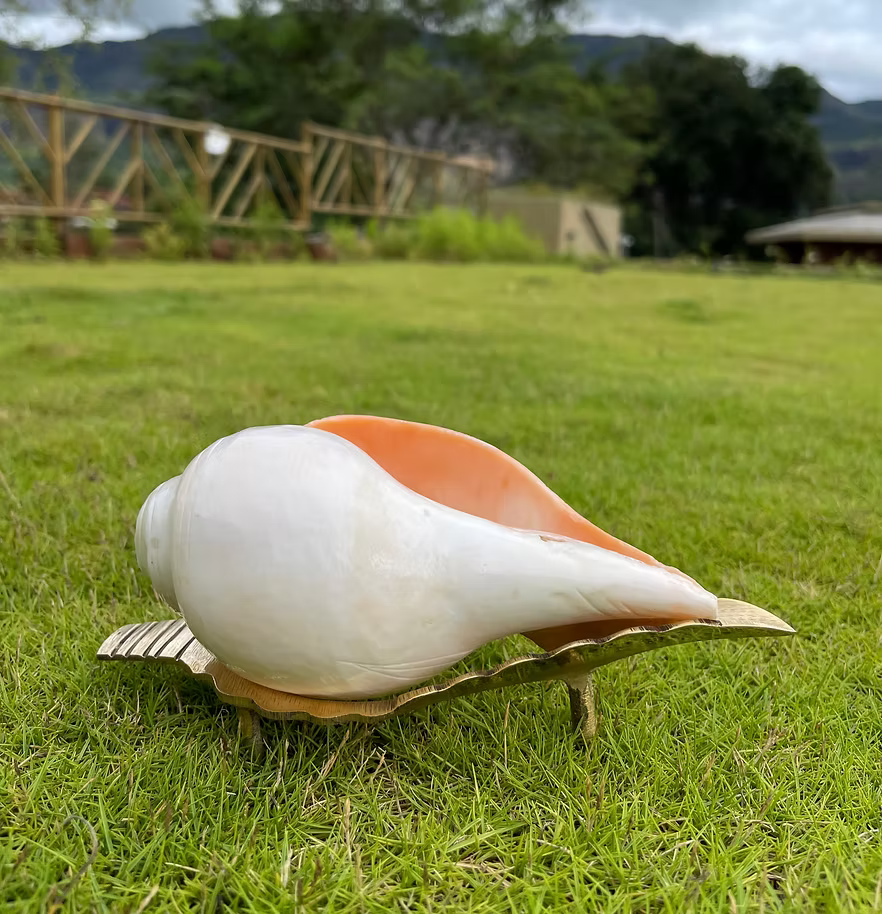 Original Shankh (Conchshell)