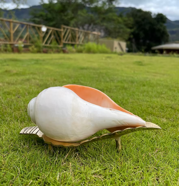 Original Shankh (Conchshell)