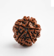 Panchmukhi Rudraksha