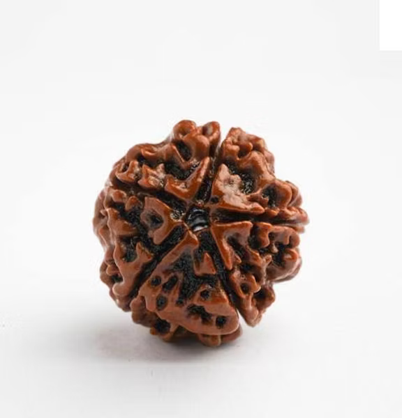 Panchmukhi Rudraksha