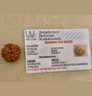 Panchmukhi Rudraksha