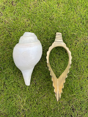 Shankh Stand (Conchshell Stand)